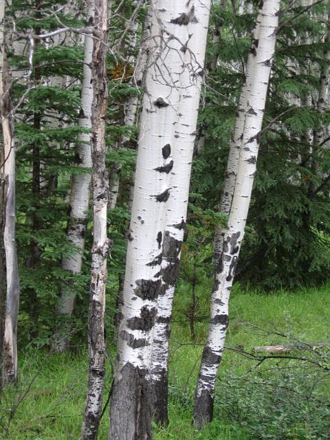 Canadian Rockies-298.JPG - Jasper Area